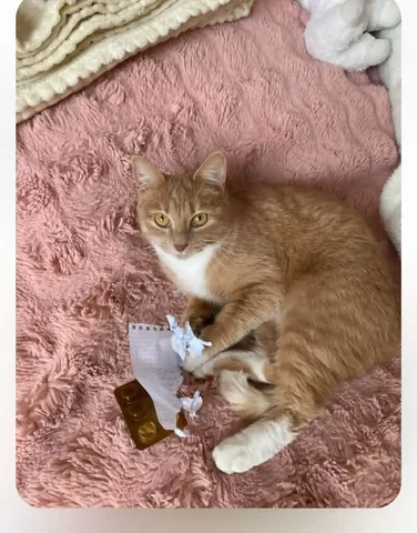 Потерялась кошечка Мия в районе Поликлиники в Падуне - Пиломатериалы в Братск