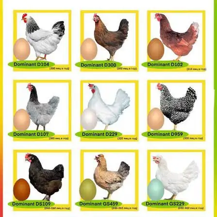 Инкубационное яйцо доминанта - Птицеводство (Животные) в Братск