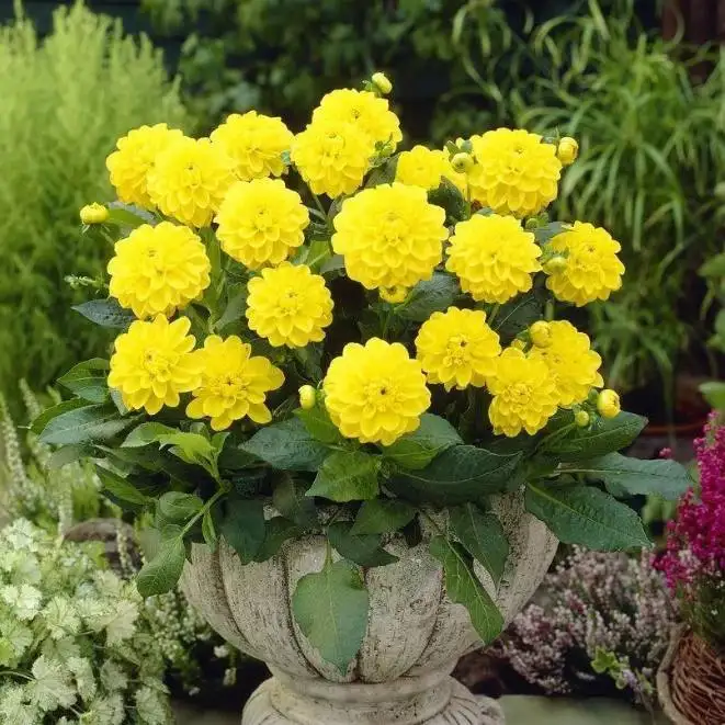 Георгина Сиса - бордюрный сорт - Растения (Хобби и отдых) в Братск