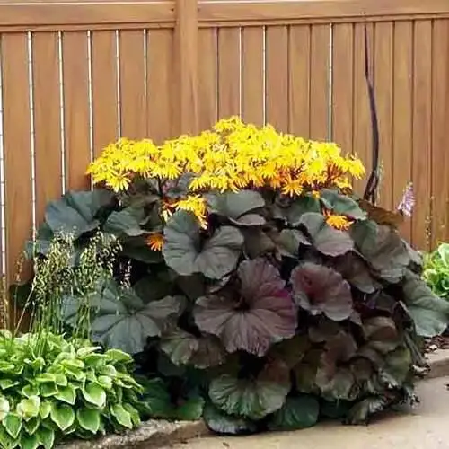 Бузульник Миднайт Леди - эффектный многолетний сорт - Растения (Хобби и отдых) в Братск