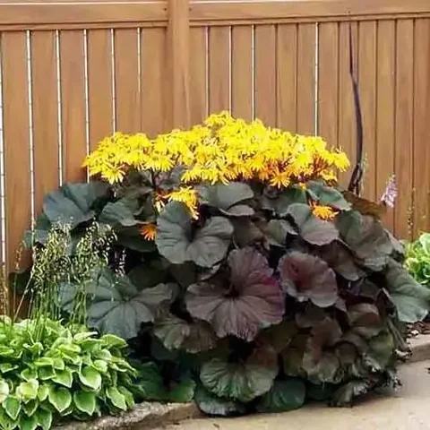 Бузульник Миднайт Леди - эффектный многолетний сорт - Ножи в Братск