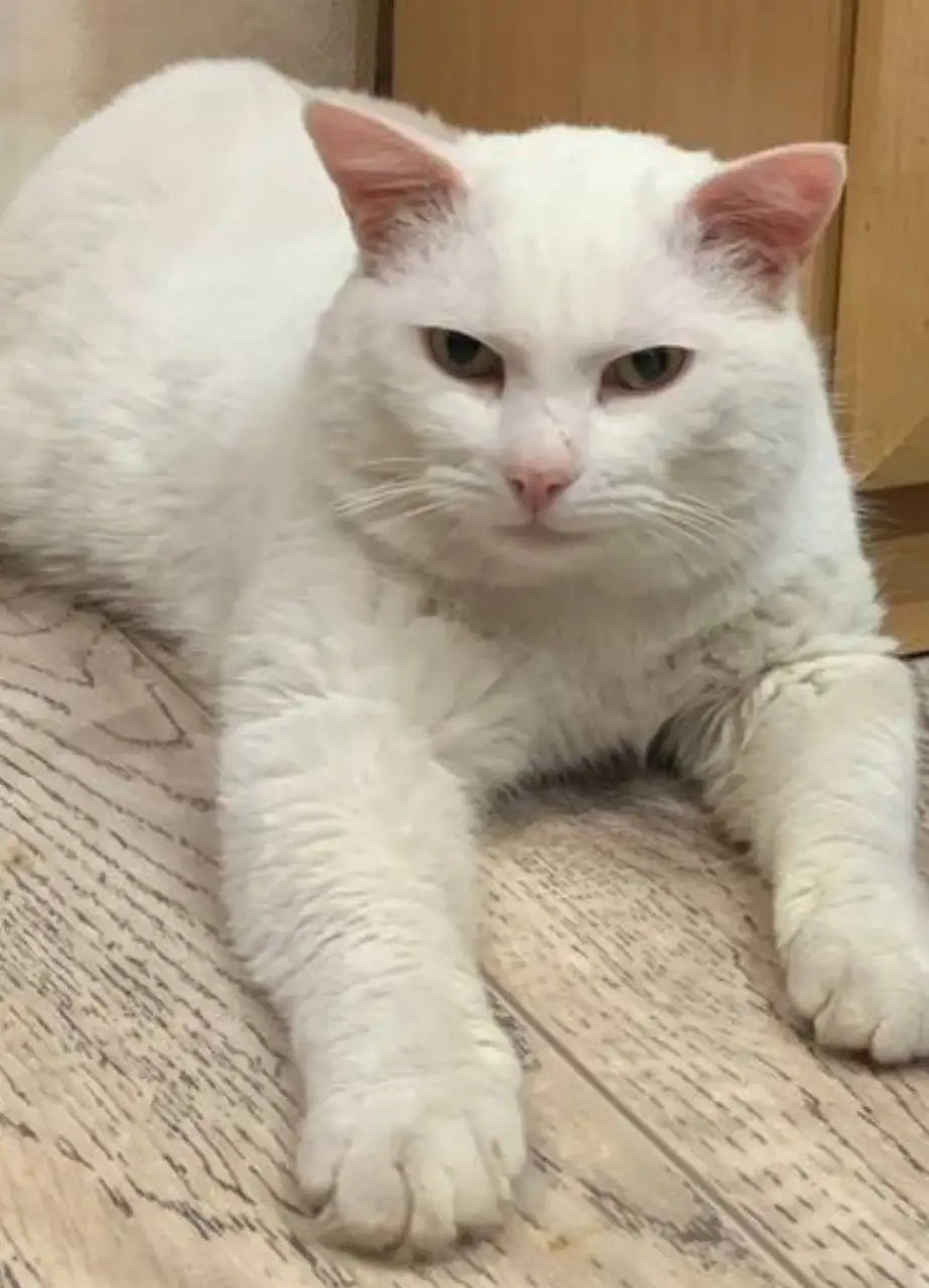 Белый кот с янтарными глазами ищет семью - Кошки (Животные) в Братск