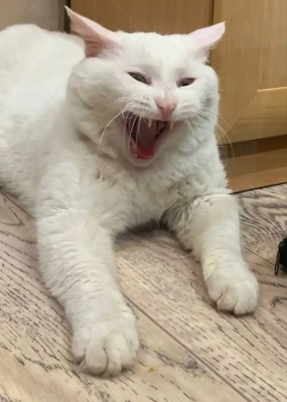 Белый кот с янтарными глазами ищет семью - Кошки (Животные) в Братск