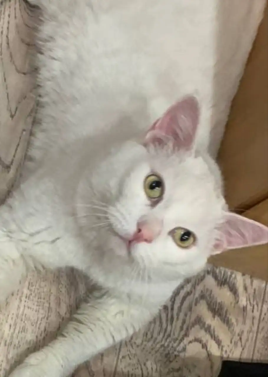 Белый кот с янтарными глазами ищет семью - Кошки (Животные) в Братск