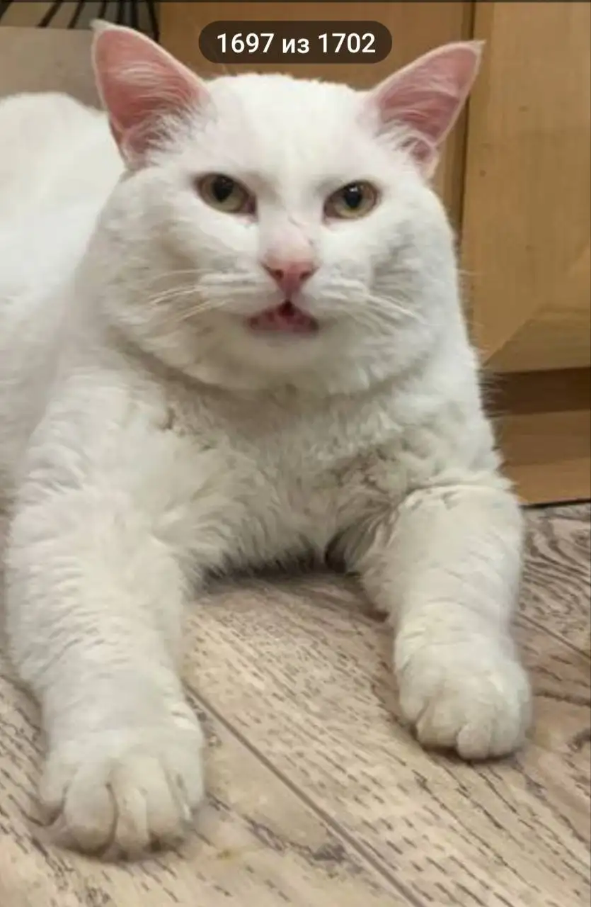 Белый кот с янтарными глазами ищет семью - Кошки (Животные) в Братск