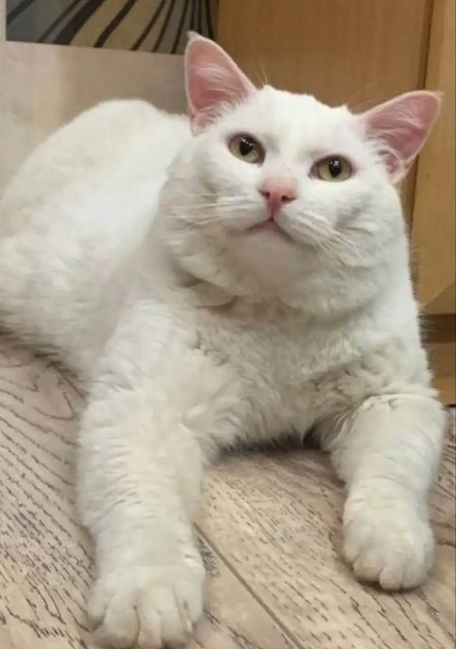 Белый кот с янтарными глазами ищет семью - Кошки (Животные) в Братск