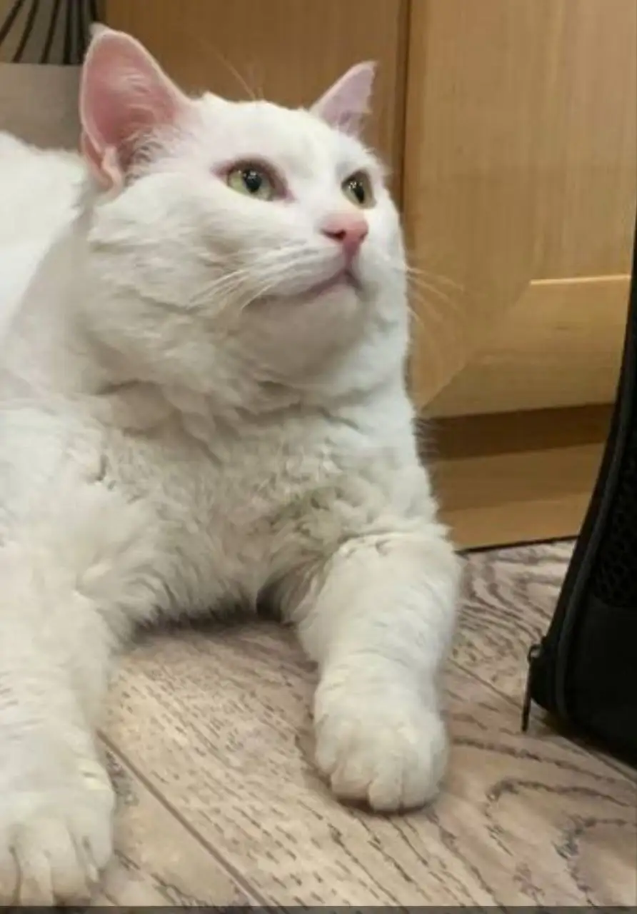Белый кот с янтарными глазами ищет семью - Кошки (Животные) в Братск