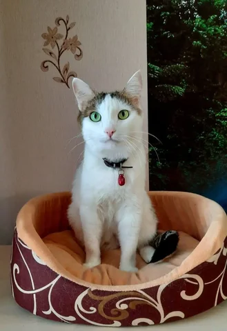 Кот Муля для ответственных хозяев - Одежда для животных в Братск