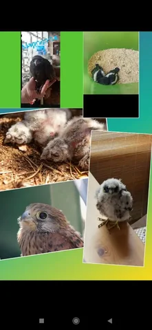 Помощь птенцам-слеткам в Братске - Грузоперевозки в Братск