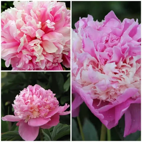 Пион Анима - Гигиена в Братск