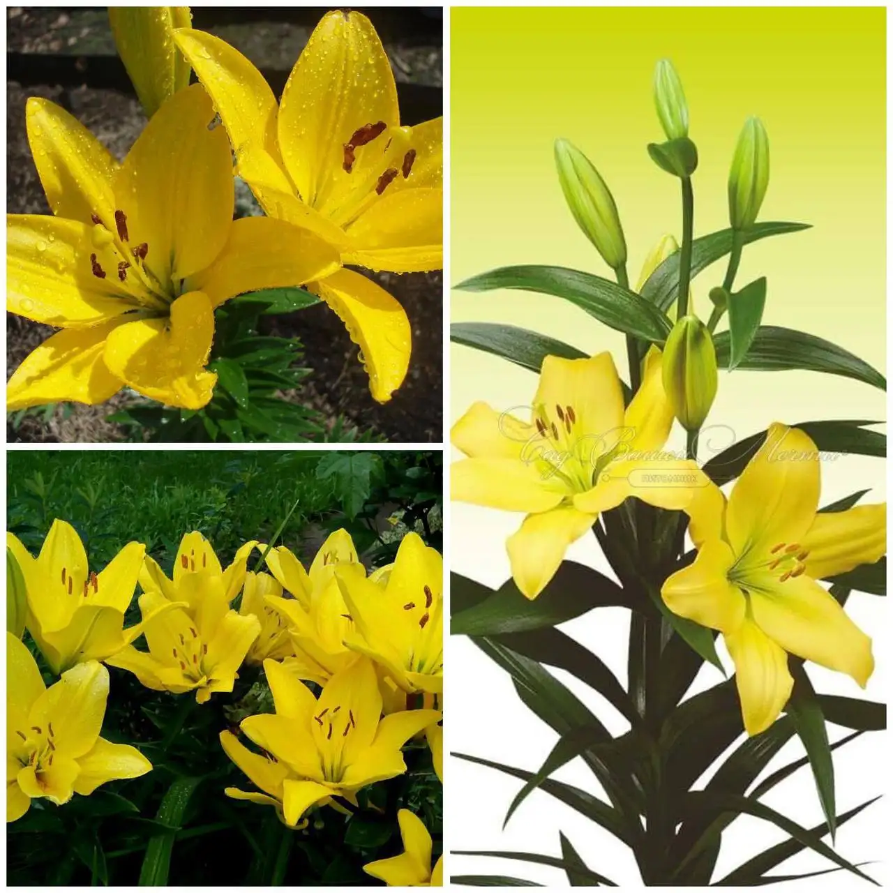 Продажа лилии Нэшвилл - Растения (Хобби и отдых) в Братск