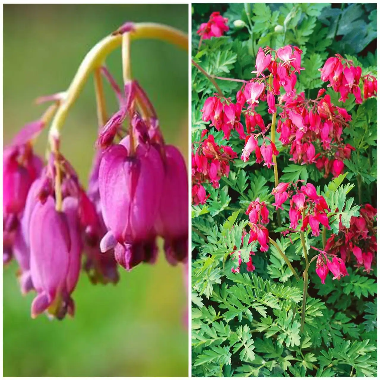 Дицентра Стюарт Бутман - многолетнее растение - Растения (Хобби и отдых) в Братск