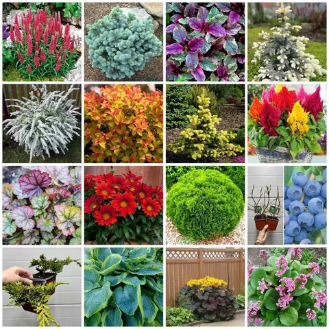 Продажа растений и рассады в Братске - Игрушки в Братск