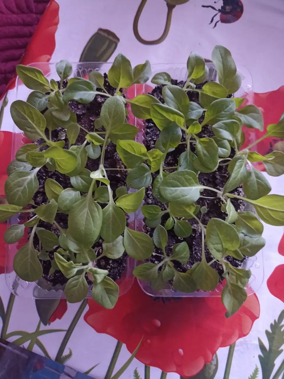 Продам петунию (смесь) - Растения (Барахолка) в Братск