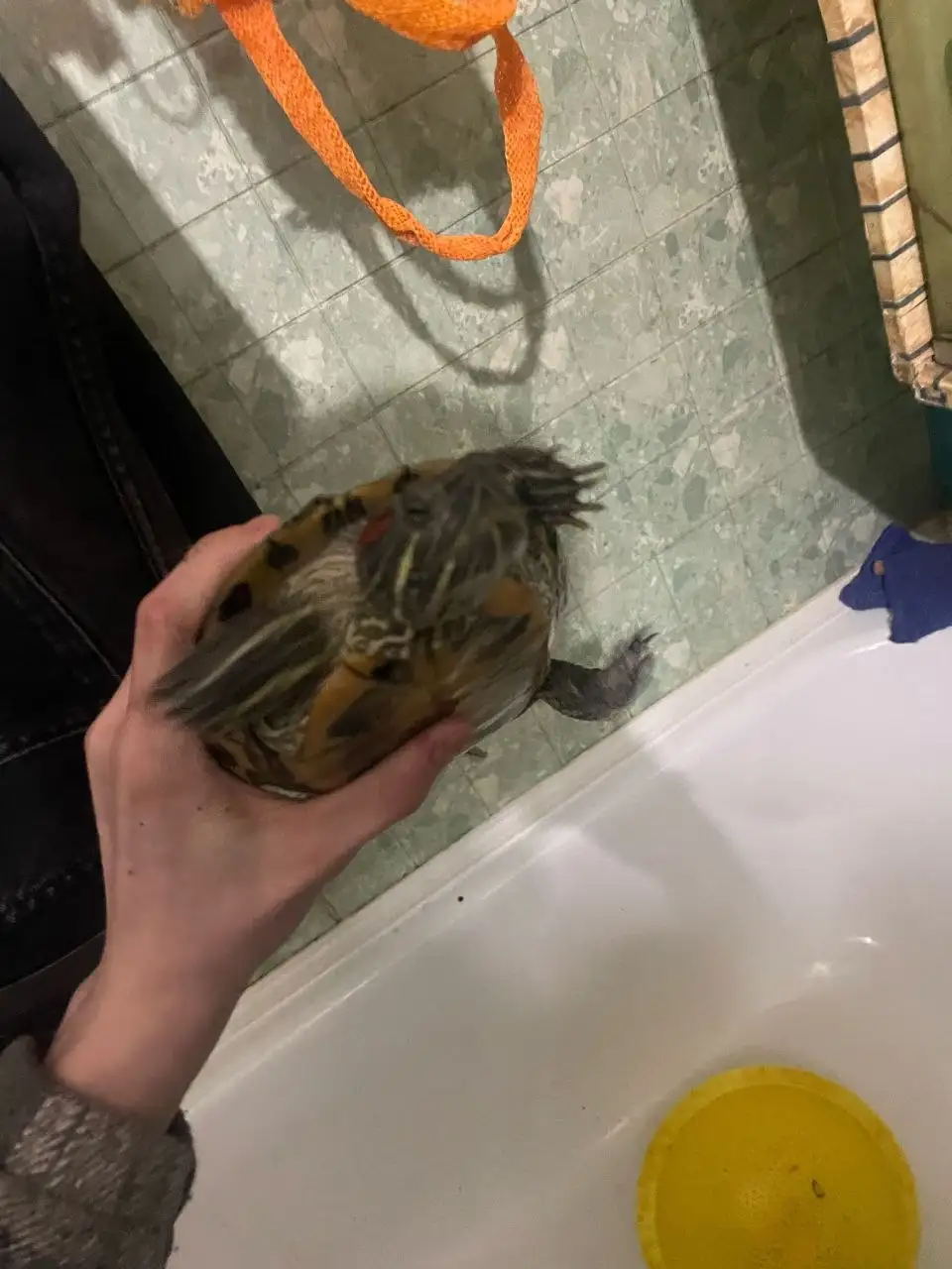 Продажа красноухой черепахи - Рептилии (Животные) в Братск