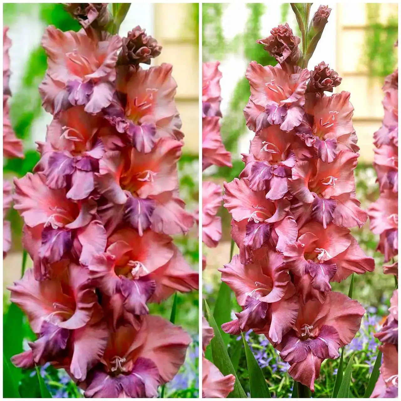 Гладиолусы с бронзовой окраской - Садоводство (Хобби и отдых) в Якутск