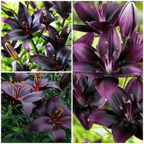 Лилия Блэк Шарм - эффектный сорт азиатских гибридов - Растения/Садоводство в Братск