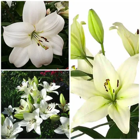 Лилии Литовен (Литоувен) - Растения/Садоводство в Братск