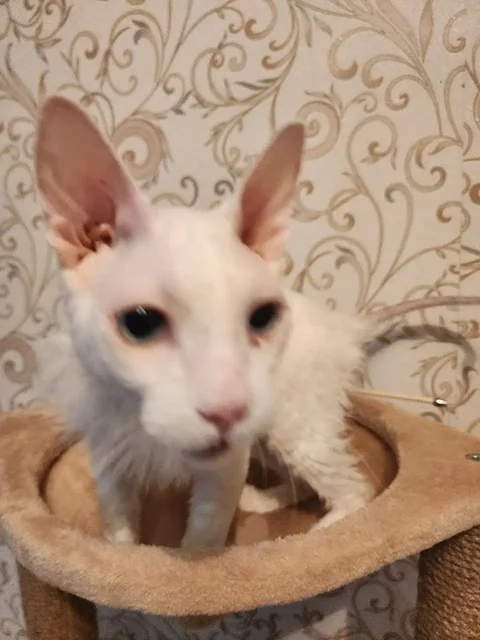 Котик брашинг с голубыми глазками ищет дом - Одежда для животных в Братск