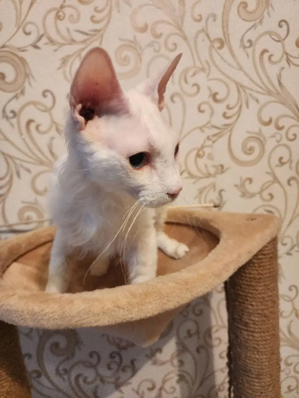 Котик брашинг с голубыми глазками ищет дом - Кошки (Животные) в Братск