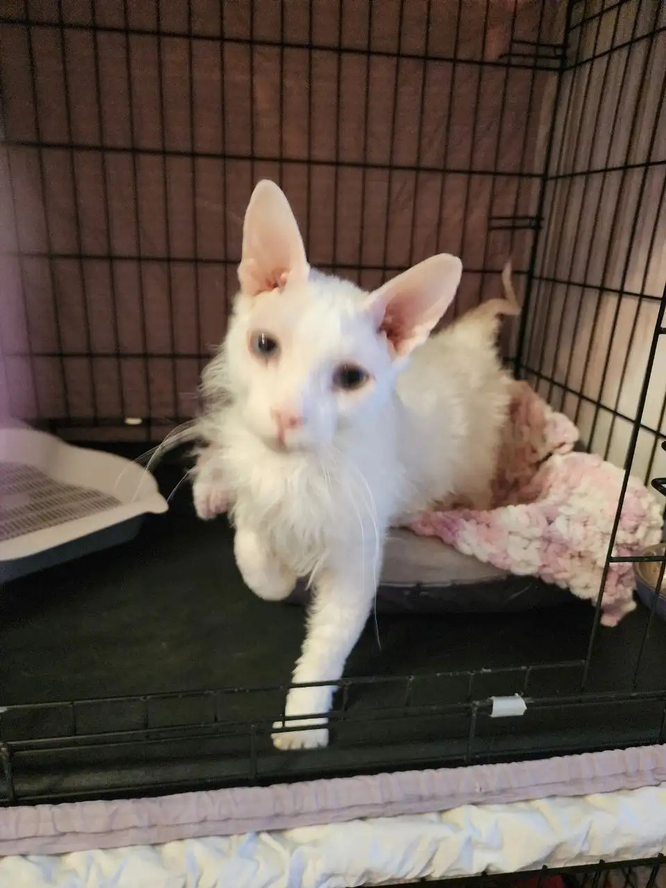 Котик брашинг с голубыми глазками ищет дом - Кошки (Животные) в Братск