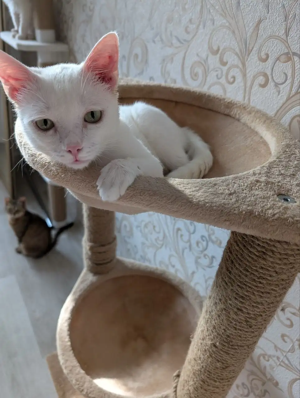 Белый котик ищет дом в Братске - Кошки (Животные) в Братск