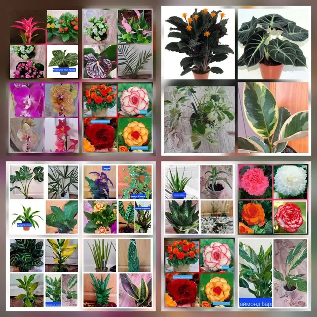 Продажа комнатных и садовых цветов - Коллекционные предметы в Братск