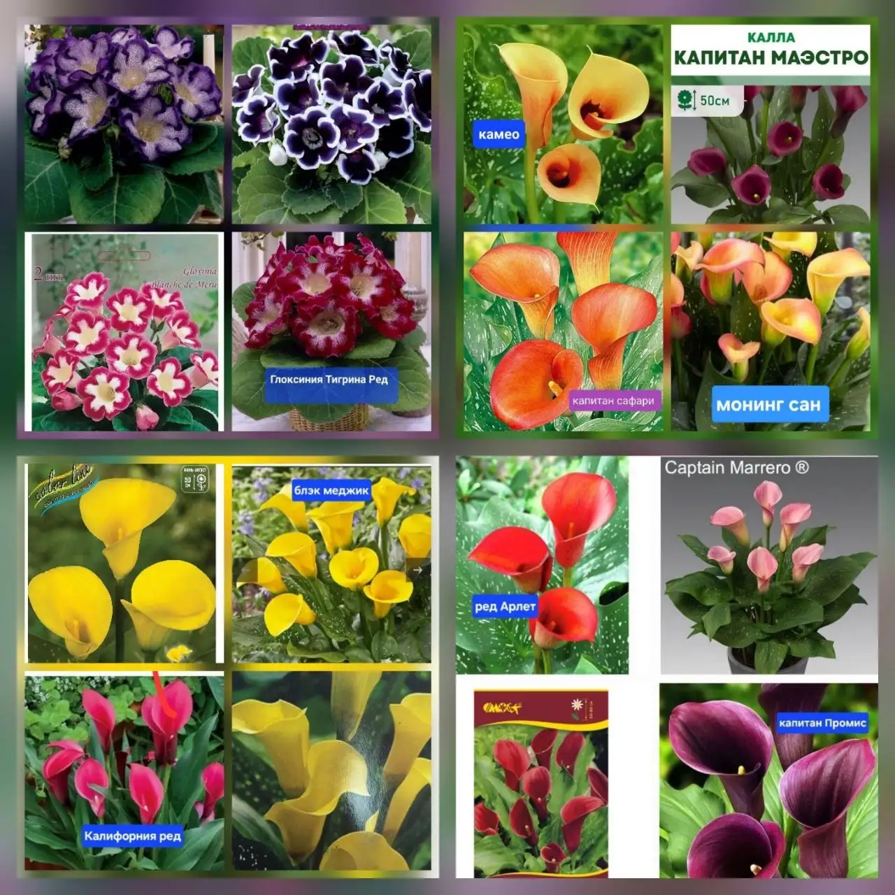 Продажа комнатных и садовых цветов - Растения (Барахолка) в Братск