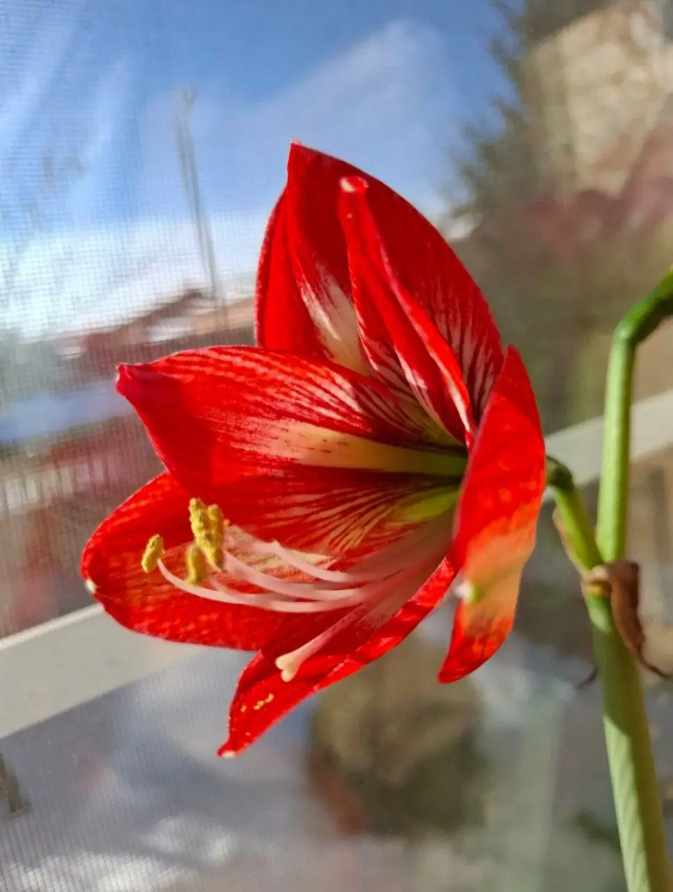 Продажа луковиц гиппеаструма и амаралиса - Растения (Хобби и отдых) в Братск