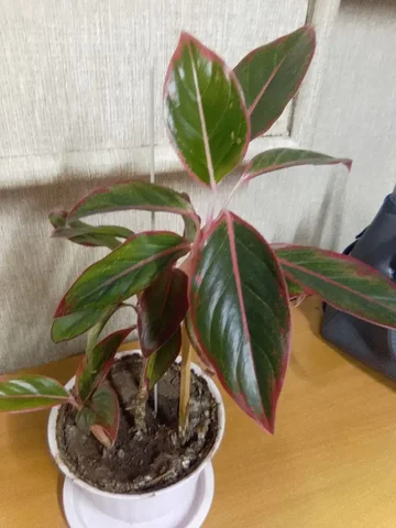 Комнатные растения и цветочные горшки - Профессиональное оборудование в Братск