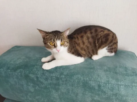 Кошечка ищет новую семью - Кошки в Братск