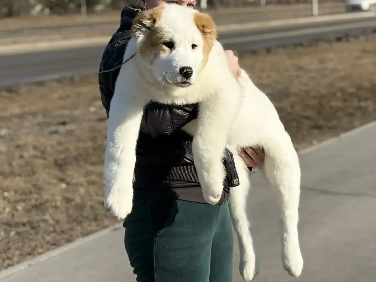 Продажа щенков среднеазиатской овчарки (Алабай) - Собаки (Животные) в Усолье-Сибирское