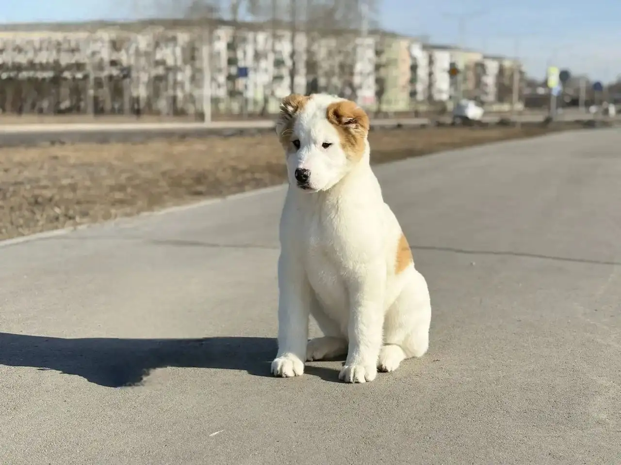 Продажа щенков среднеазиатской овчарки (Алабай) - Собаки (Животные) в Усолье-Сибирское
