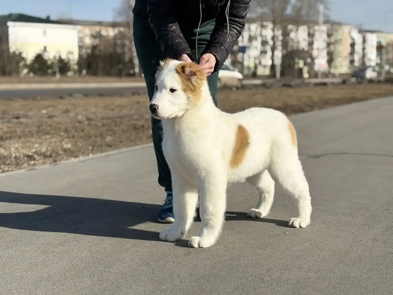 Продажа щенков среднеазиатской овчарки (Алабай) - Собаки (Животные) в Усолье-Сибирское