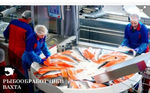 Набор рыбообработчиков на завод РК 'им. Вострецова' - Вахта в Братск
