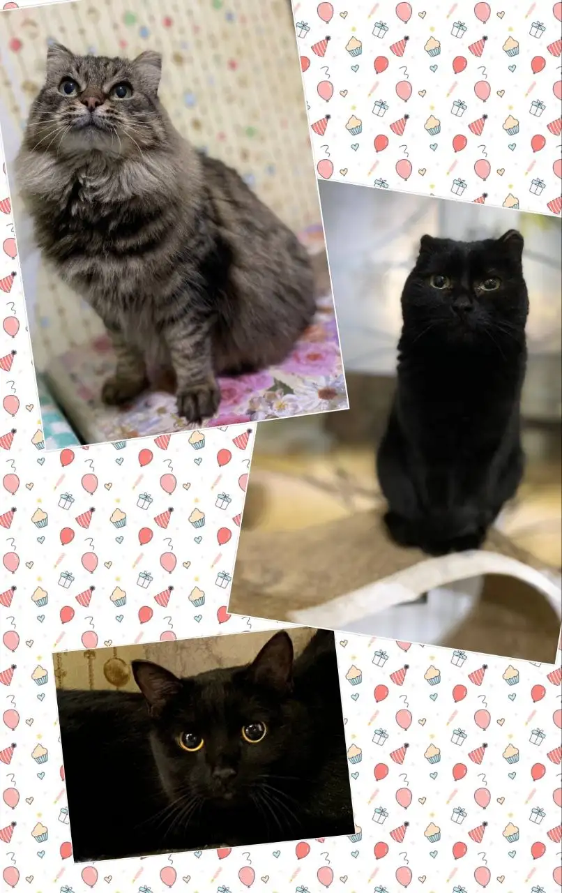 Отдам котят в добрые руки в Братске - Кошки (Животные) в Братск