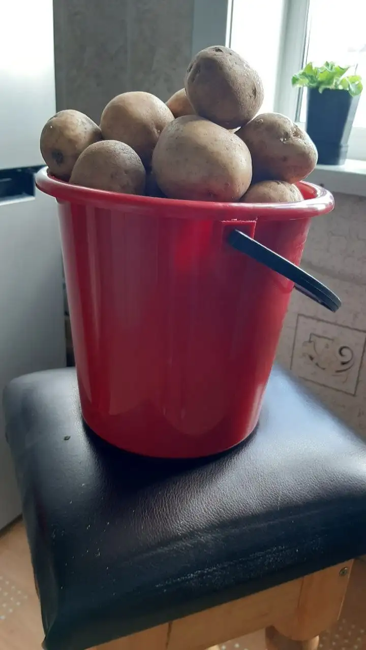 Продам картофель 5 л ведро - Продукты питания (Барахолка) в Братск