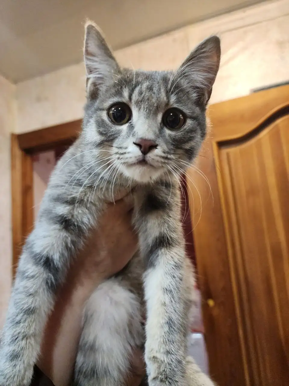 Котенок 2-3 месяца ищет дом - Кошки (Животные) в Братск