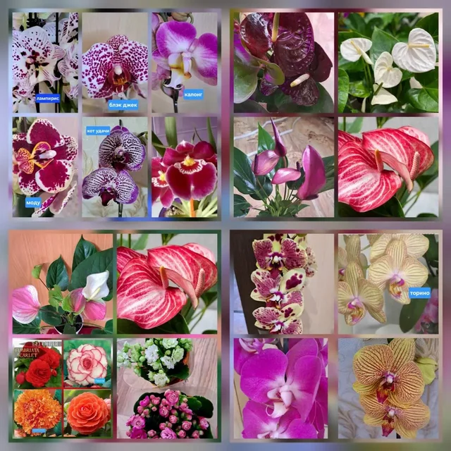 Комнатные и садовые цветы - Рукоделие и handmade в Братск