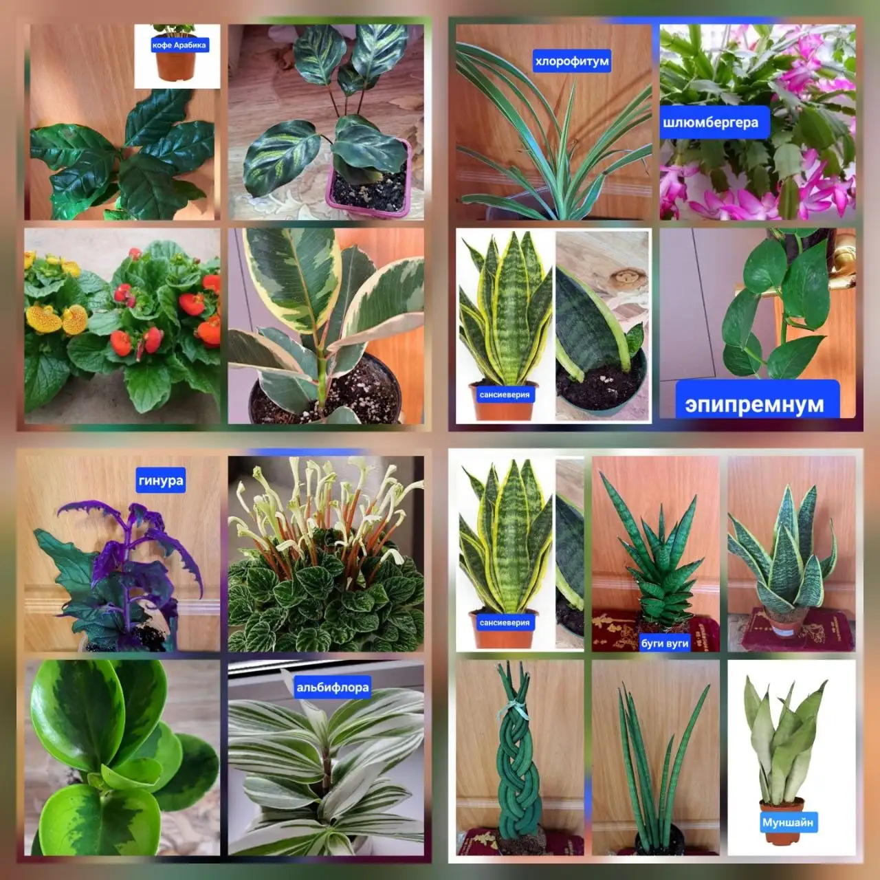 Комнатные и садовые цветы - Барахолка в Братск