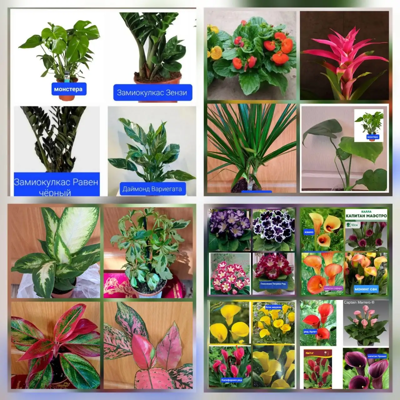 Комнатные и садовые цветы - Барахолка в Братск