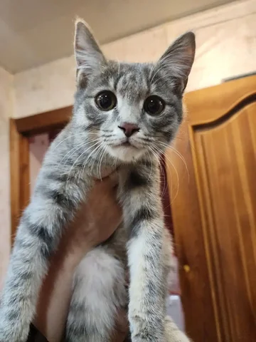 Умный мальчишка котенок ищет дом - Щенки в Братск