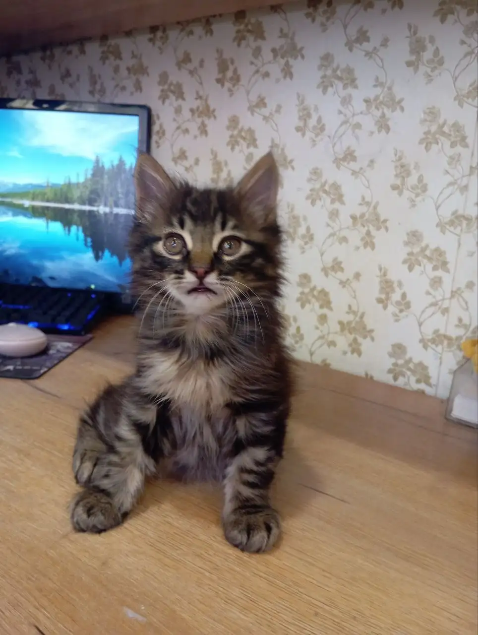 Котенок Курильский бобтейл - Кошки (Животные) в Братск