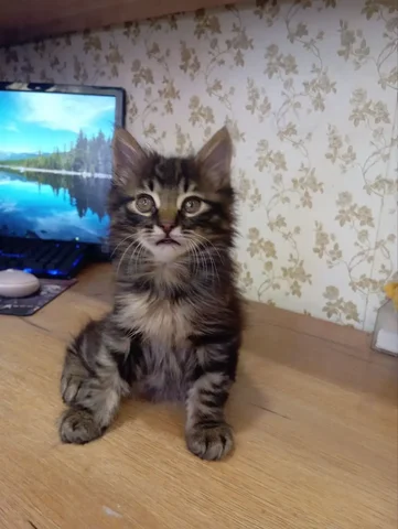 Котенок Курильский бобтейл - частное объявление в Братск