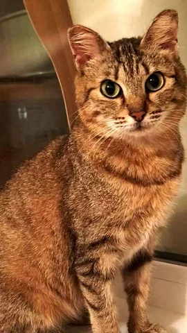 Ищет дом стерилизованная кошка 2 года - частное объявление в Братск