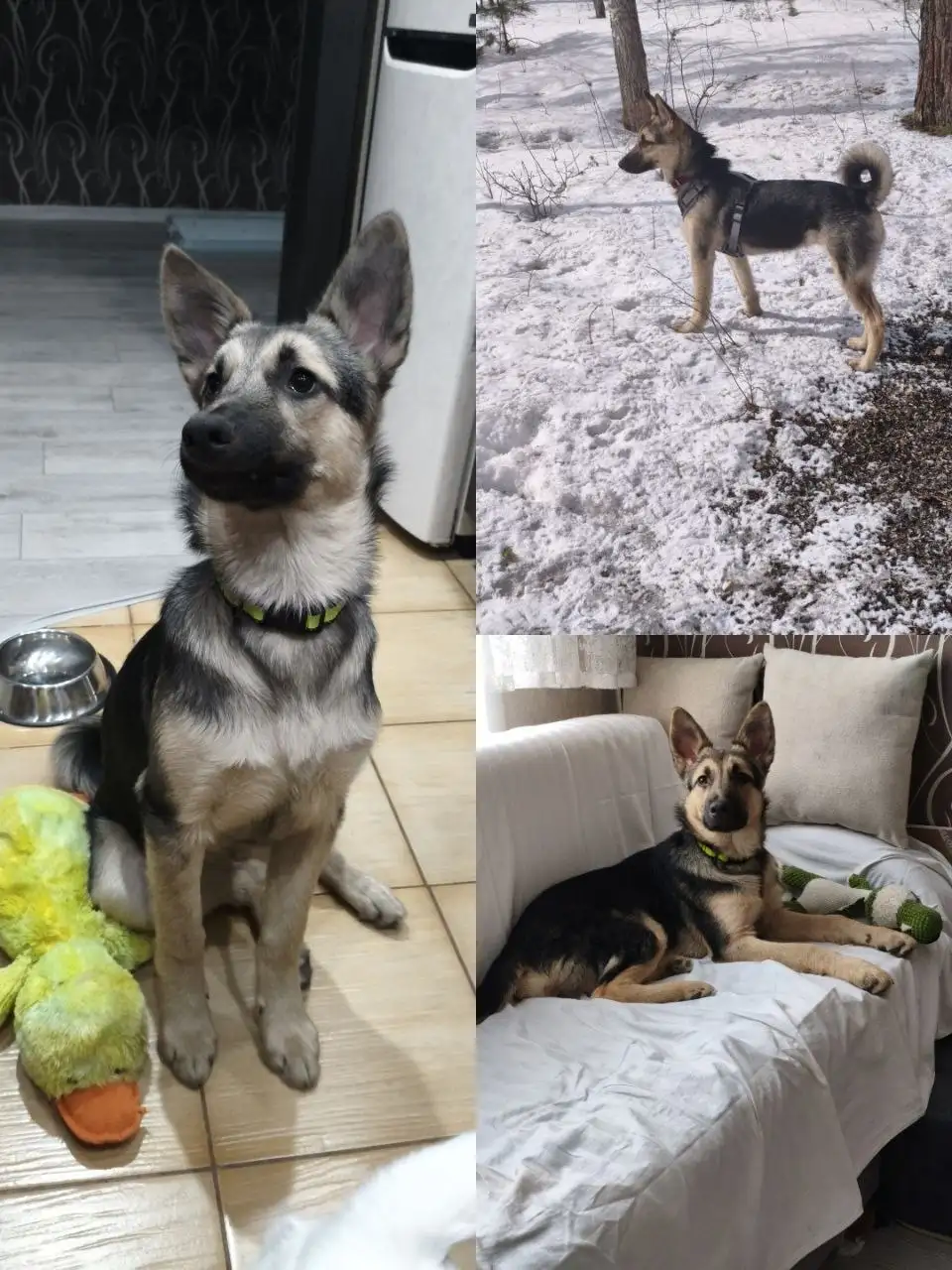 Девочка 7 месяцев стерилизована - Кошки (Животные) в Братск