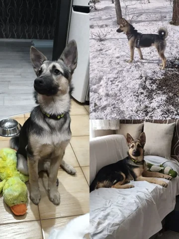 Девочка 7 месяцев стерилизована - частное объявление в Братск