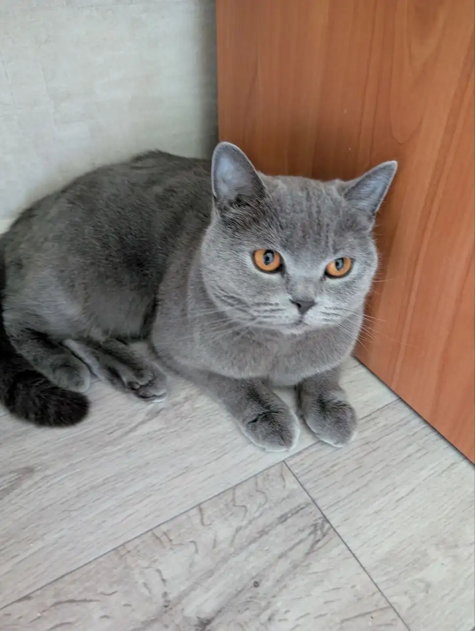 Ищу дом британской кошке - Животные (Барахолка) в Братск