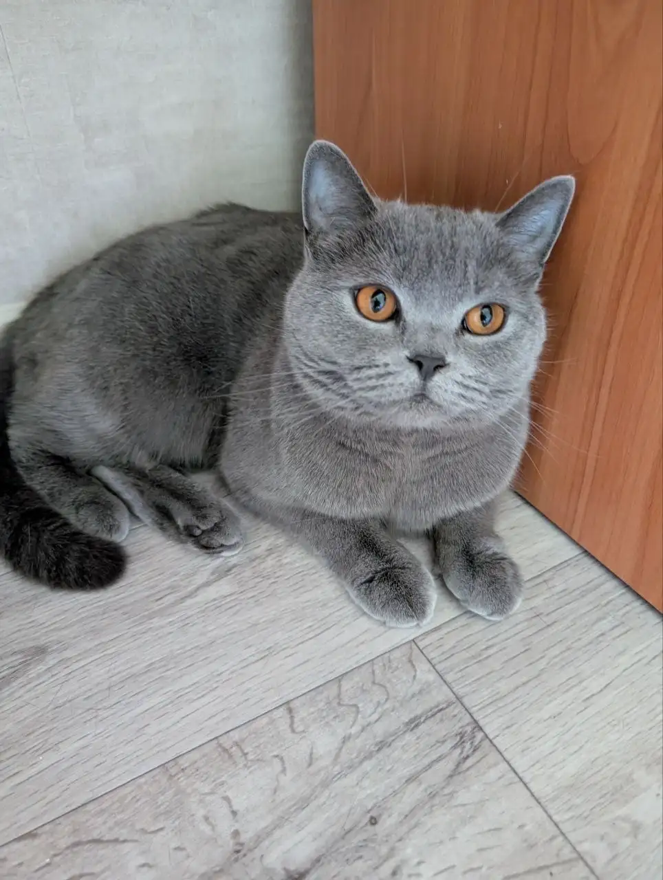 Ищу дом британской кошке - Животные (Барахолка) в Братск