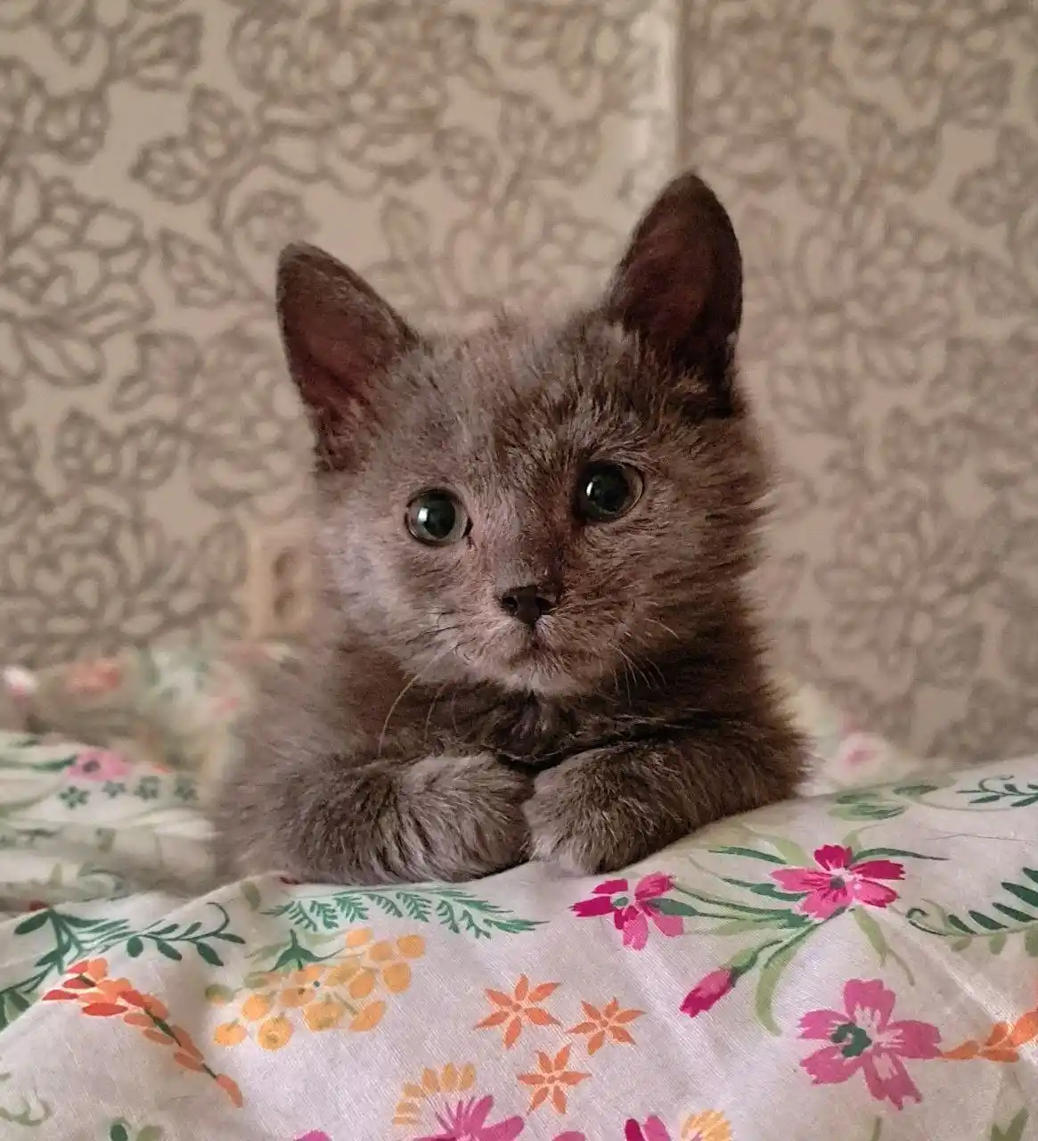 Котёнок мальчик метис русская голубая